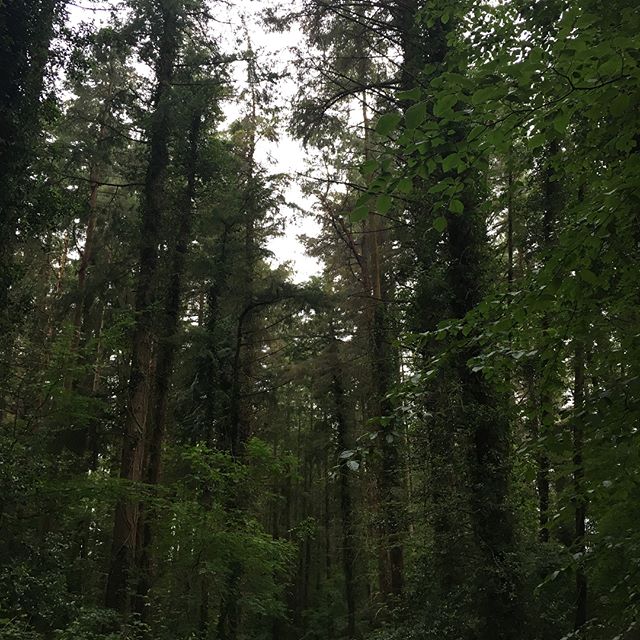 Walking in the woods in…